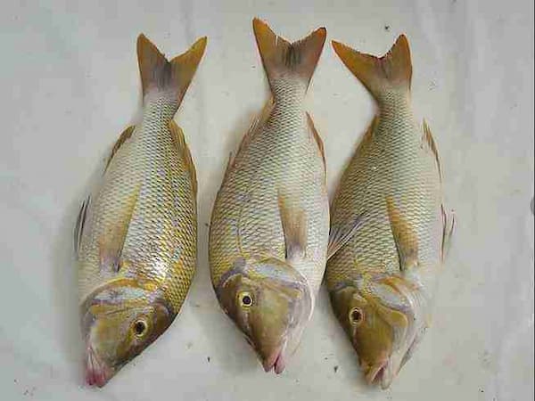 تصویر 3 از خرید و قیمت ماهی سنگسر سفید + فروش عمده